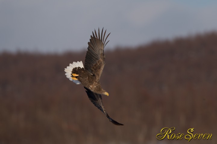 White-tailed eagle