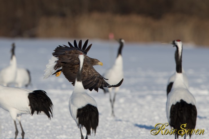 White-tailed eagle