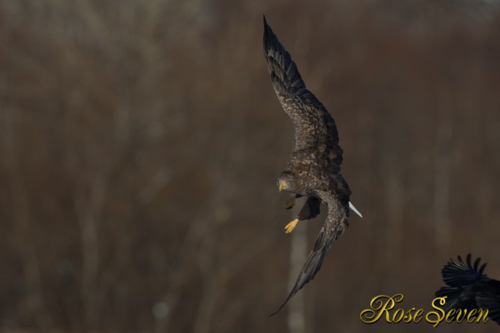 オジロワシ　White-tailed eagle