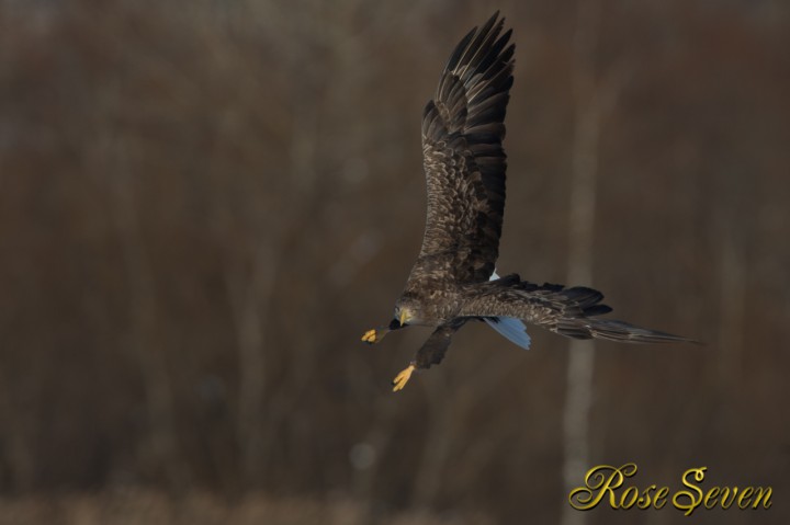 オジロワシ　White-tailed eagle