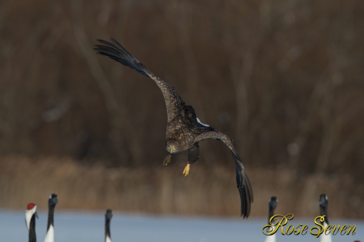 オジロワシ　White-tailed eagle