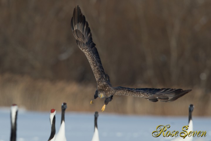 オジロワシ　White-tailed eagle