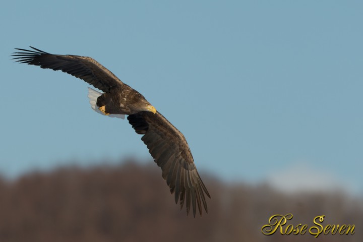 White-tailed eagle