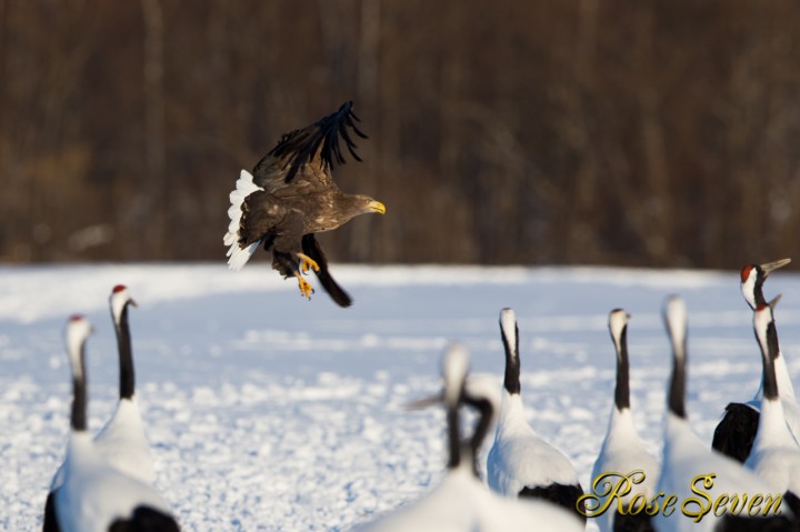 White-tailed eagle