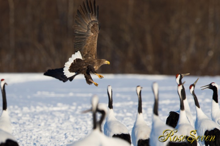 White-tailed eagle