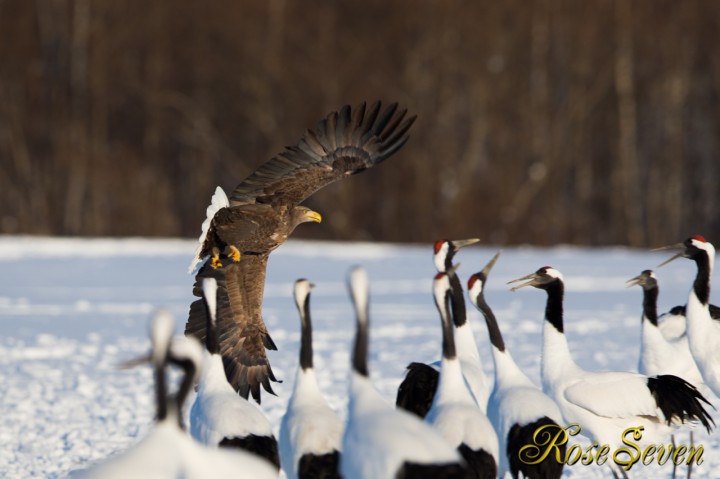 White-tailed eagle