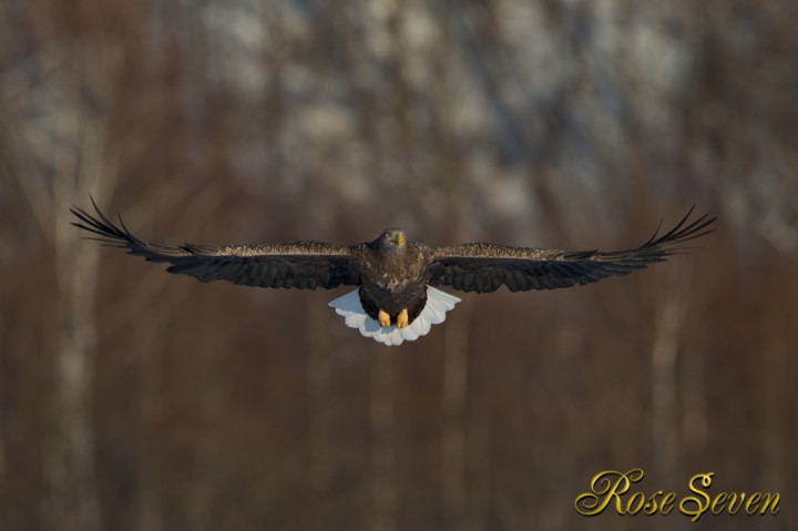 White-tailed eagle