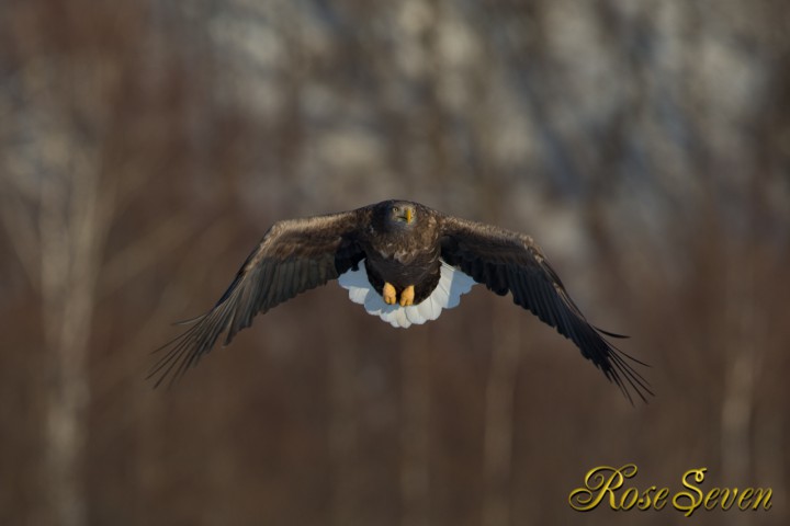 White-tailed eagle