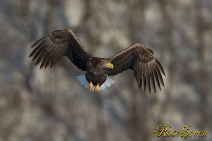 White-tailed eagle