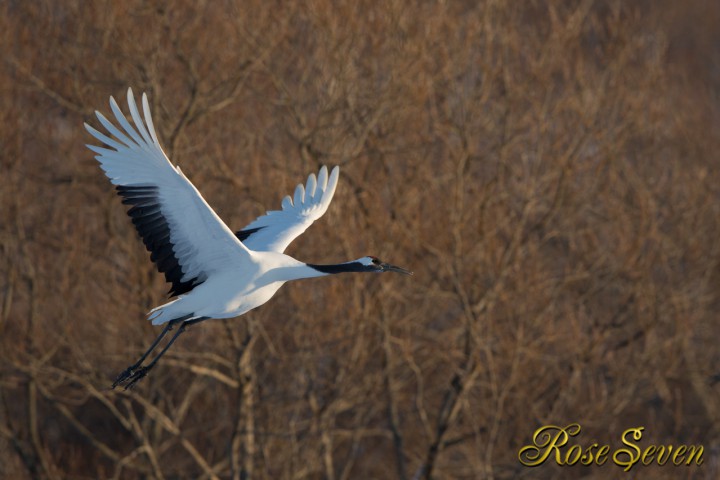 Sunset Japanese crane　Canon Eos-1D X　EF400 F2.8L IS II USM + EXTENDER EF1.4×III