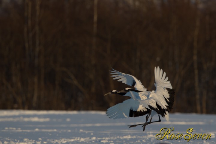 Sunset Japanese crane　Canon Eos-1D X　EF400 F2.8L IS II USM + EXTENDER EF1.4×III