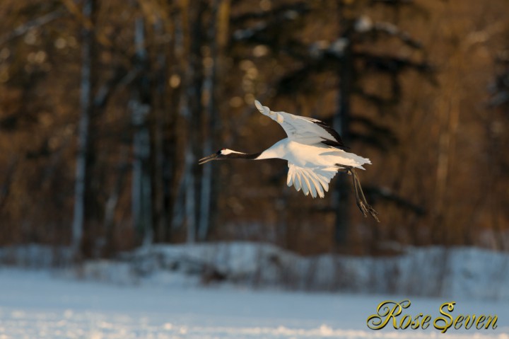 Sunset Japanese crane　Canon Eos-1D X　EF400 F2.8L IS II USM + EXTENDER EF1.4×III