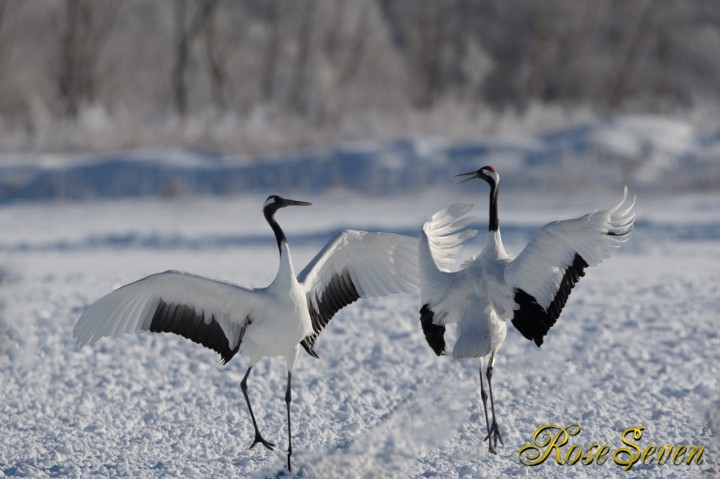 タンチョウ　Japanese crane