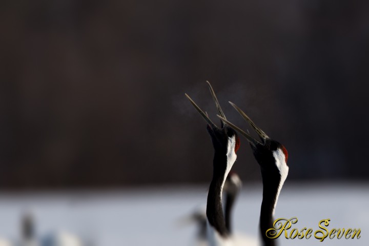 タンチョウ　Japanese crane (Canon Eos-1D X　EF400 F2.8L IS II USM + EXTENDER EF1.4×III)