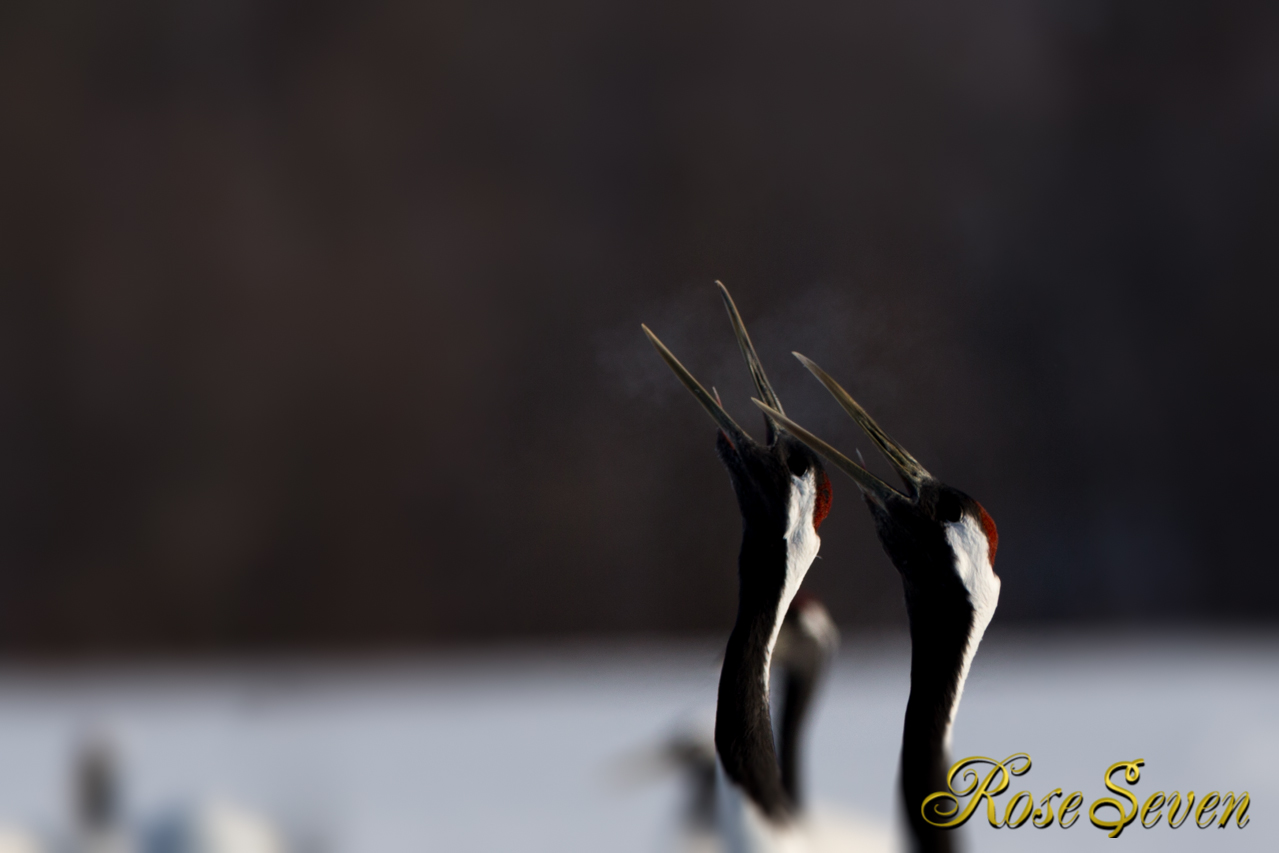 タンチョウ　Japanese crane