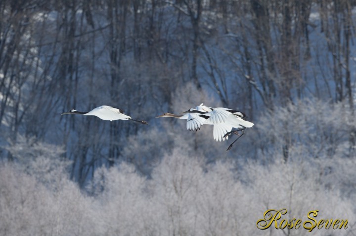 A Japanese crane and silver frost　※Canon Eos-1D X　EF400 F2.8L IS II USM + EXTENDER EF1.4×III