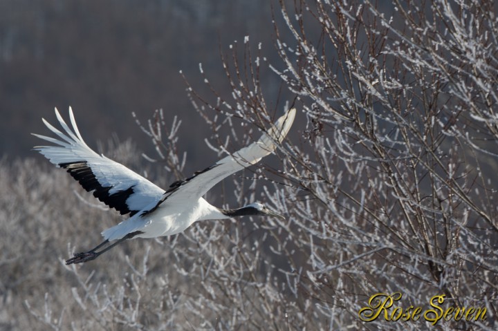A Japanese crane and silver frost　※Canon Eos-1D X　EF400 F2.8L IS II USM + EXTENDER EF1.4×III