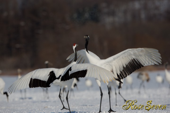 タンチョウ　Japanese crane (Canon Eos-1D X　EF400 F2.8L IS II USM + EXTENDER EF1.4×III)