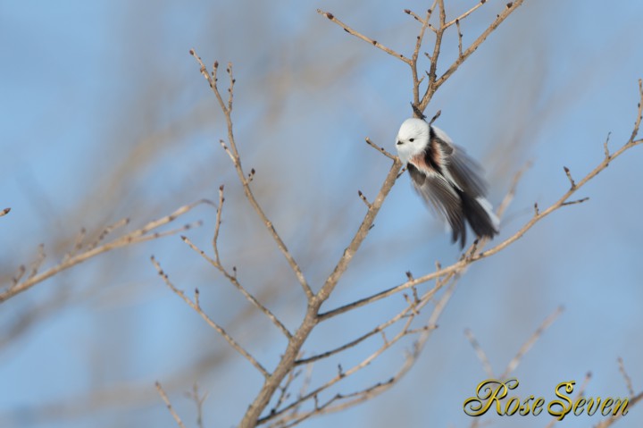 シマエナガ　Aegithalos caudatus japonicus