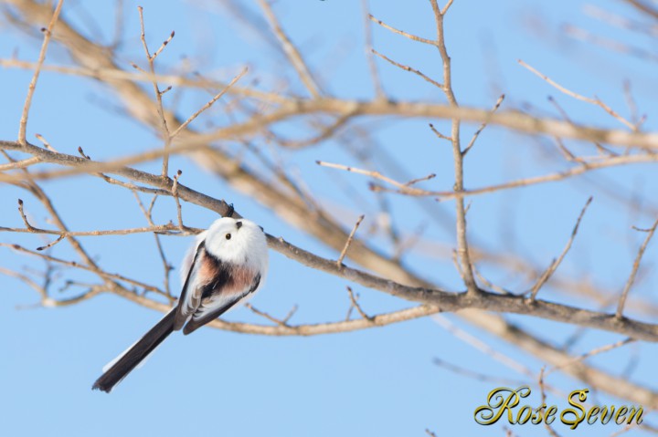 シマエナガ　Aegithalos caudatus japonicus