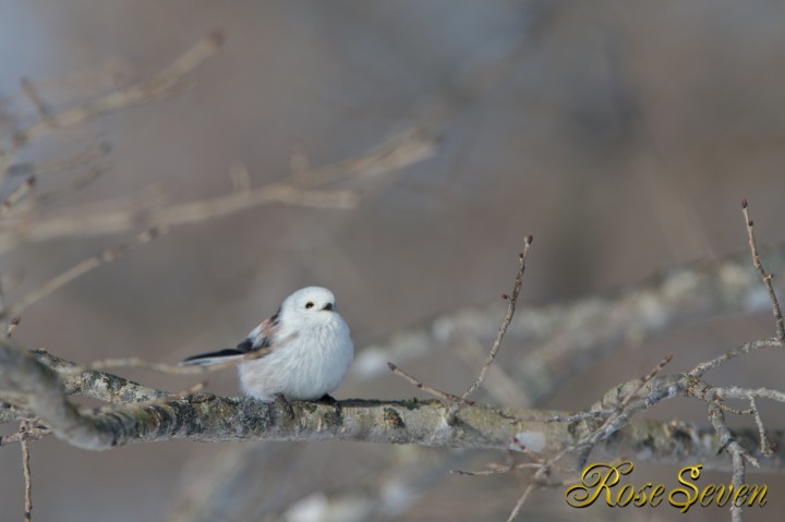 シマエナガ　Aegithalos caudatus japonicus