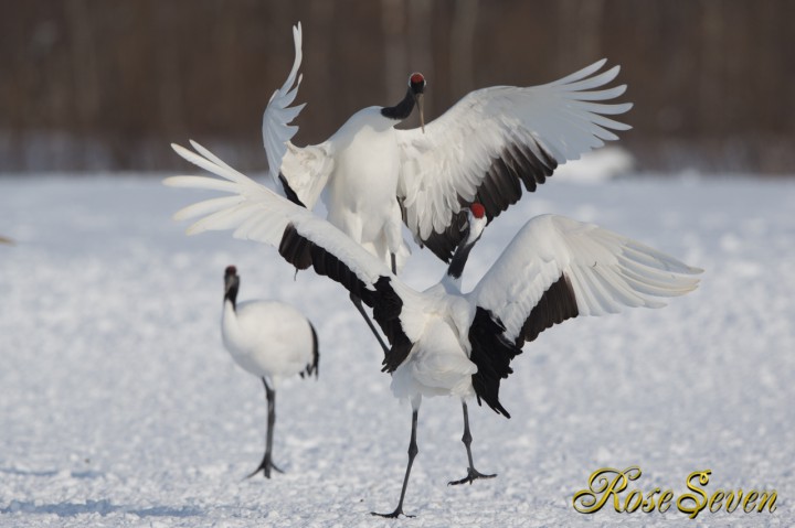 タンチョウ　Japanese crane (Canon Eos-1D X　EF400 F2.8L IS II USM + EXTENDER EF1.4×III)