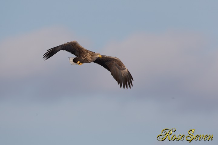 オジロワシ　White-tailed eagle