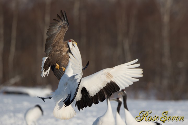 White-tailed eagle