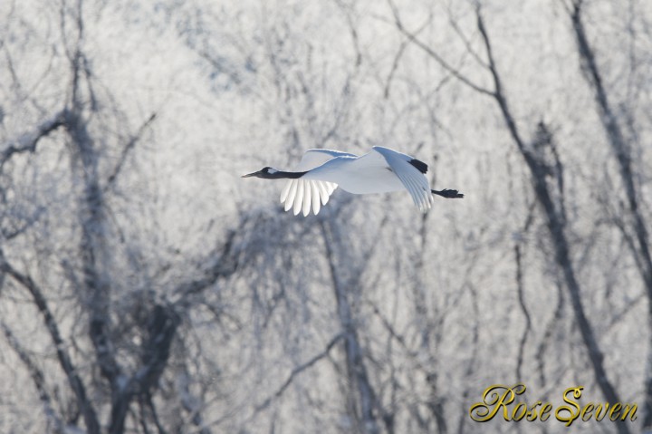 A Japanese crane and silver frost　※Canon Eos-1D X　EF400 F2.8L IS II USM + EXTENDER EF1.4×III