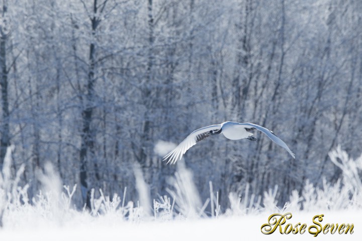 A Japanese crane and silver frost　※Canon Eos-1D X　EF400 F2.8L IS II USM + EXTENDER EF1.4×III