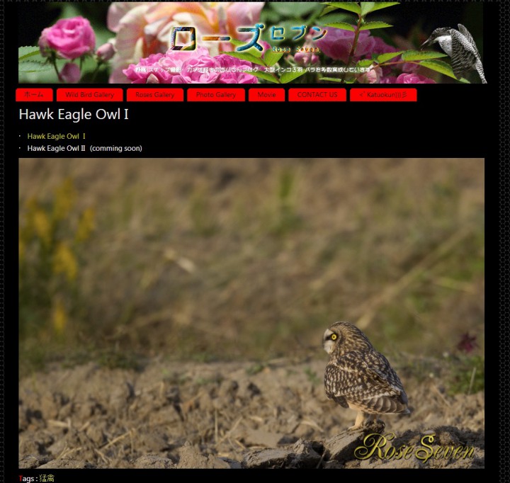 Hawk Eagle Owl I