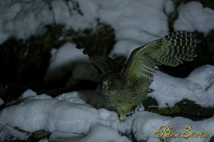 Blakiston’s fish owl