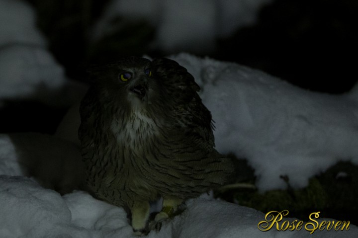 Blakiston’s fish owl