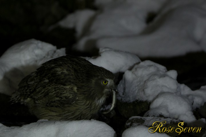 Blakiston’s fish owl