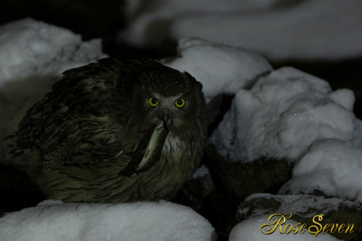 Blakiston’s fish owl