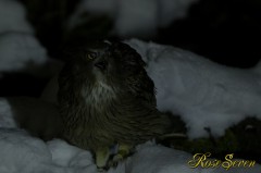 Fish Owl