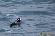 Harlequin Duck シノリガモ