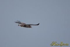 White-tailed Eagle