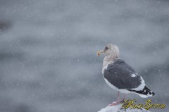 Herring Gull