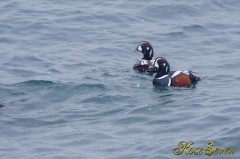 Harlequin Duck シノリガモ