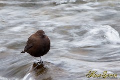 Brown Dipper