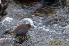 Brown Dipper