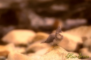 ヤマセミ　Crested Kingfisher　※MagicBulletLooks　Dream Look