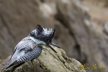 ヤマセミ　掻く　Canon Eos-1D Mark IV　EF800 F5.6L IS USM