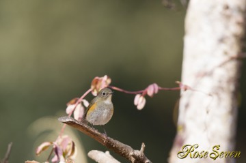 Red-flanked bluetail