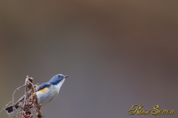 Red-flanked bluetail