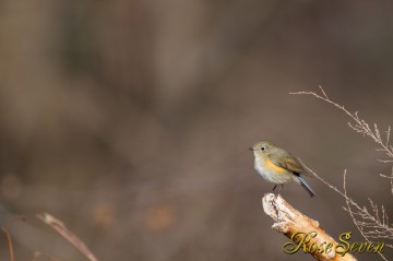 Red-flanked bluetail