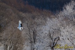 Red-crowned Crane