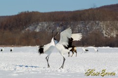 Japanese crane