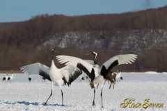 Japanese crane